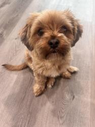Lost Female Dog last seen Nutting ,, Cedar Hill, TX 75104