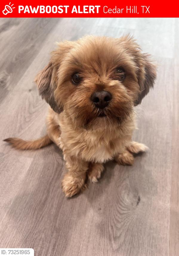 Lost Female Dog last seen Nutting ,, Cedar Hill, TX 75104