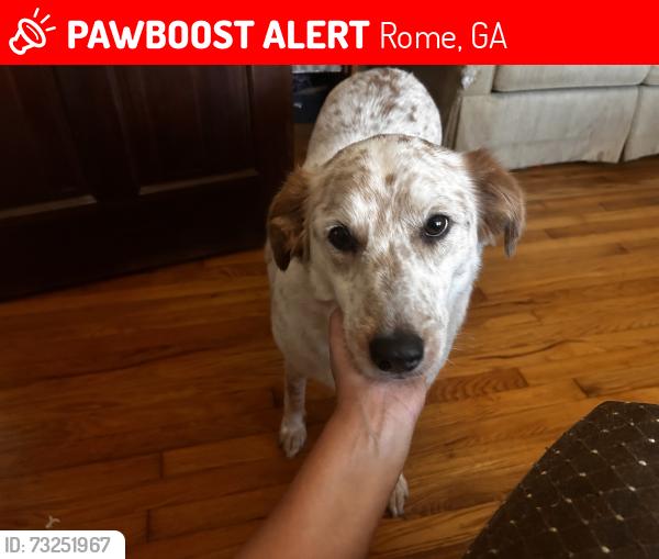 Lost Female Dog last seen Sherwood Forest neighborhood Rome Ga, Rome, GA 30161