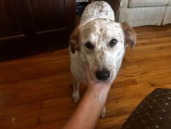 Lost Female Dog last seen Sherwood Forest neighborhood Rome Ga, Rome, GA 30161