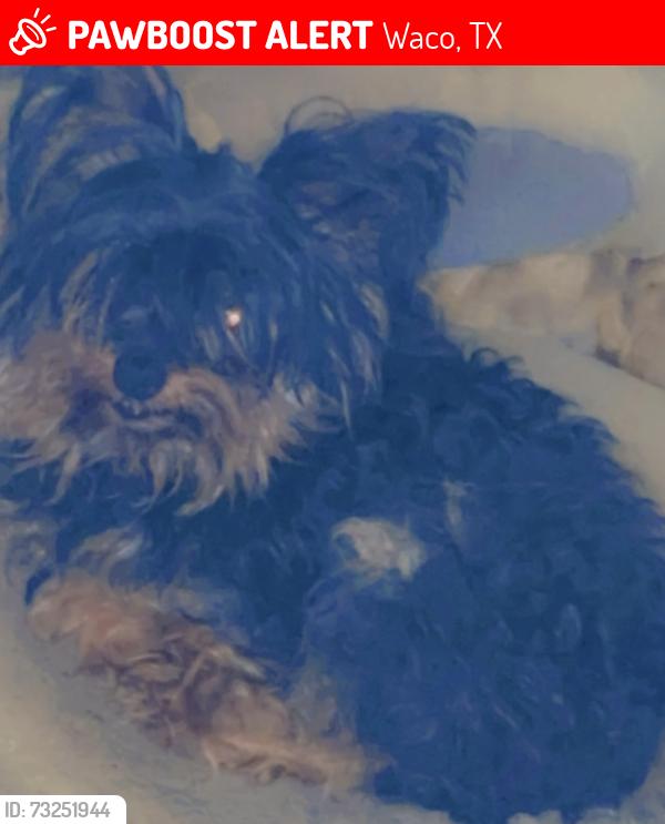Lost Male Dog last seen Trice Adams corner store family practice, Waco, TX 76707