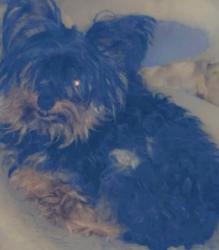 Lost Male Dog last seen Trice Adams corner store family practice, Waco, TX 76707