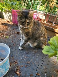 Found/Stray Unknown Cat last seen Burien, WA. Between ambaum and shorwood elementary, Burien, WA 98166