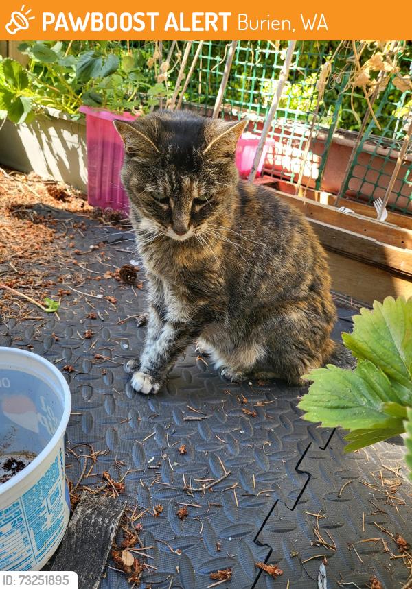 Found/Stray Unknown Cat last seen Burien, WA. Between ambaum and shorwood elementary, Burien, WA 98166