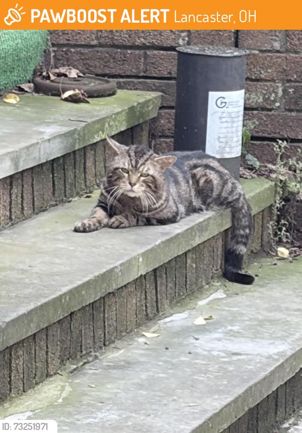 Found/Stray Unknown Cat last seen Lincoln and Boving, Lancaster, OH 43130