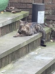 Found/Stray Unknown Cat last seen Lincoln and Boving, Lancaster, OH 43130
