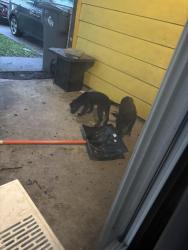 Found/Stray Unknown Dog last seen Doris Cowherd Park, Indianapolis, IN 46226