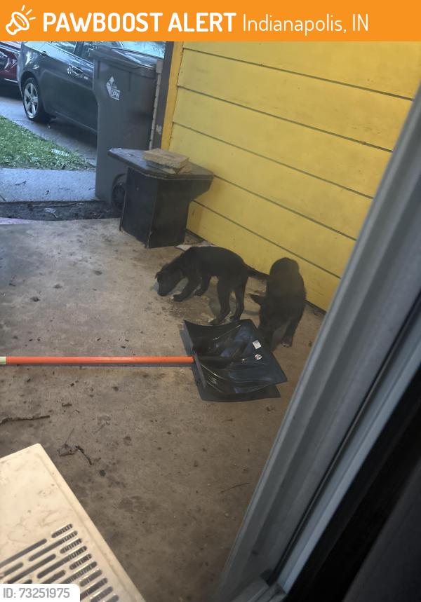 Found/Stray Unknown Dog last seen Doris Cowherd Park, Indianapolis, IN 46226
