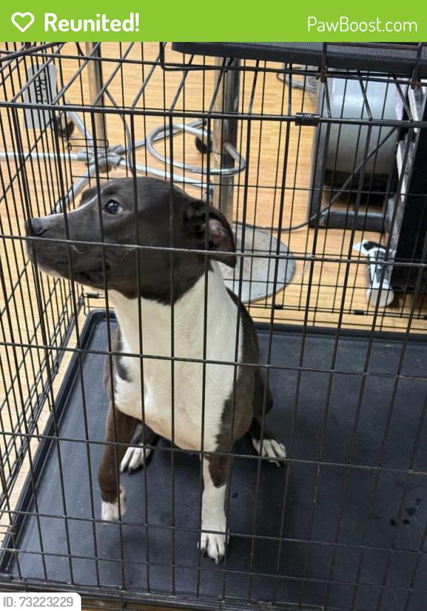 Reunited Male Dog last seen on 56th street, Temple Terrace, FL 33617