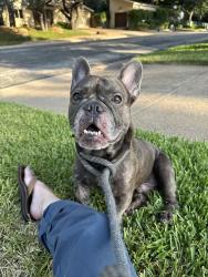 Found/Stray Male Dog last seen Green oaks & shadow dr w, Arlington, TX 76006