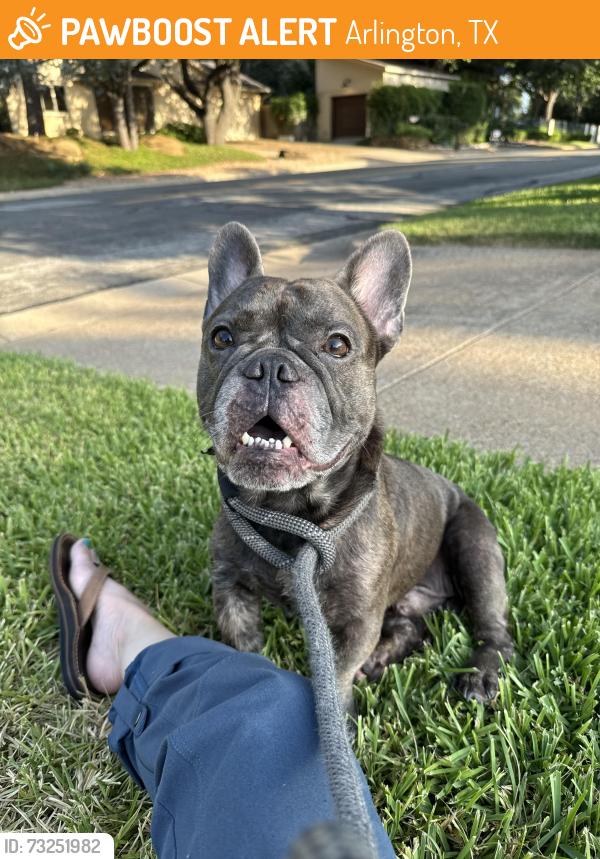 Found/Stray Male Dog last seen Green oaks & shadow dr w, Arlington, TX 76006