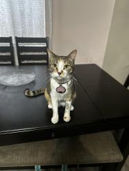 Lost Female Cat last seen WillowCrest ave and Collin’s st, Los Angeles, CA 91601