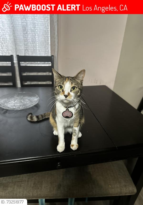 Lost Female Cat last seen WillowCrest ave and Collin’s st, Los Angeles, CA 91601