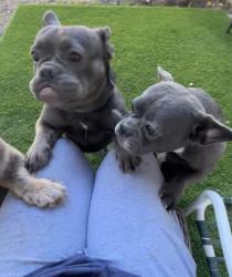 Reunited Female Dog last seen Maplegrove Way & Brierglen Way, Sacramento, CA 95834