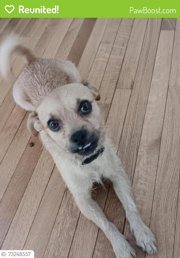 Reunited Male Dog last seen mcclatchy and muir, Sacramento, CA 95818