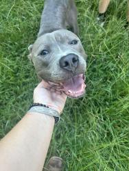 Found/Stray Male Dog last seen Whitney Drive, Pinson, AL 35126