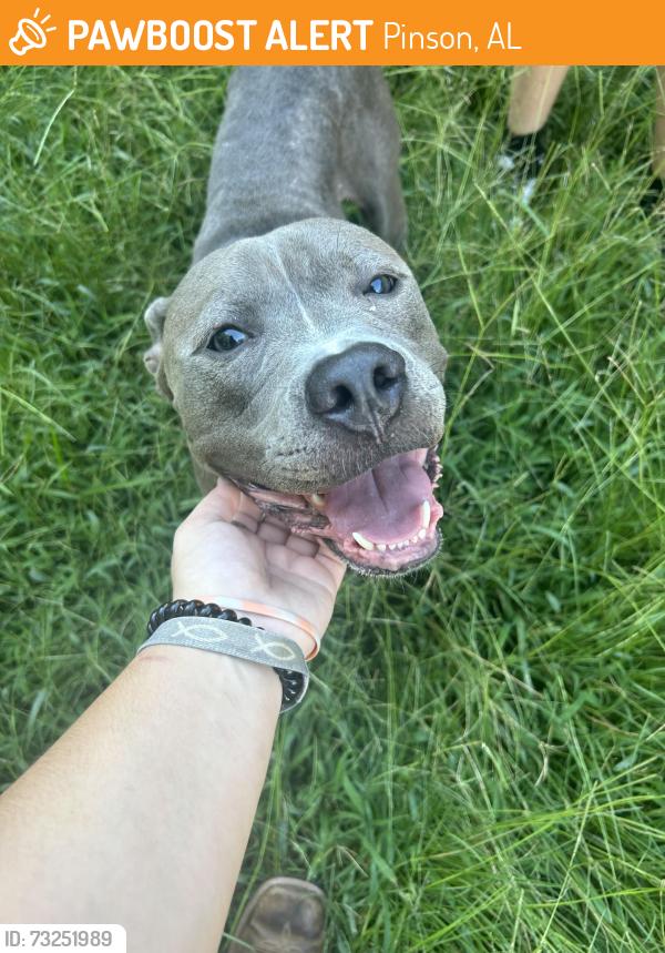 Found/Stray Male Dog last seen Whitney Drive, Pinson, AL 35126