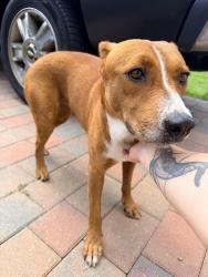 Found/Stray Female Dog last seen Gator Circle Cape Coral, Cape Coral, FL 33909