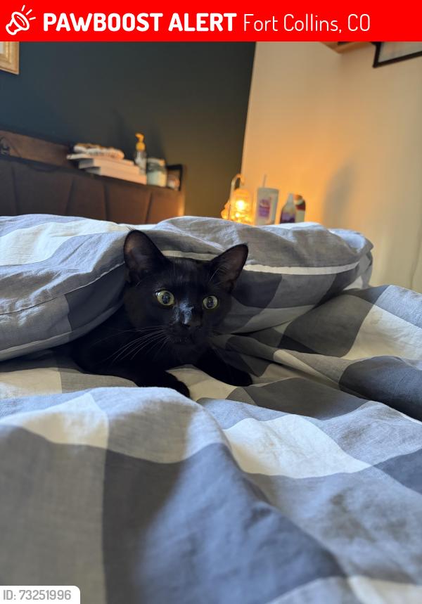 Lost Male Cat last seen Del Clair rd, Fort Collins, CO 80525