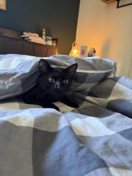 Lost Male Cat last seen Del Clair rd, Fort Collins, CO 80525