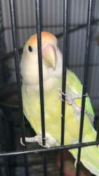 Lost Unknown Bird last seen Cherry St and HuntersRun Ct Wildomar CA, Wildomar, CA 92595