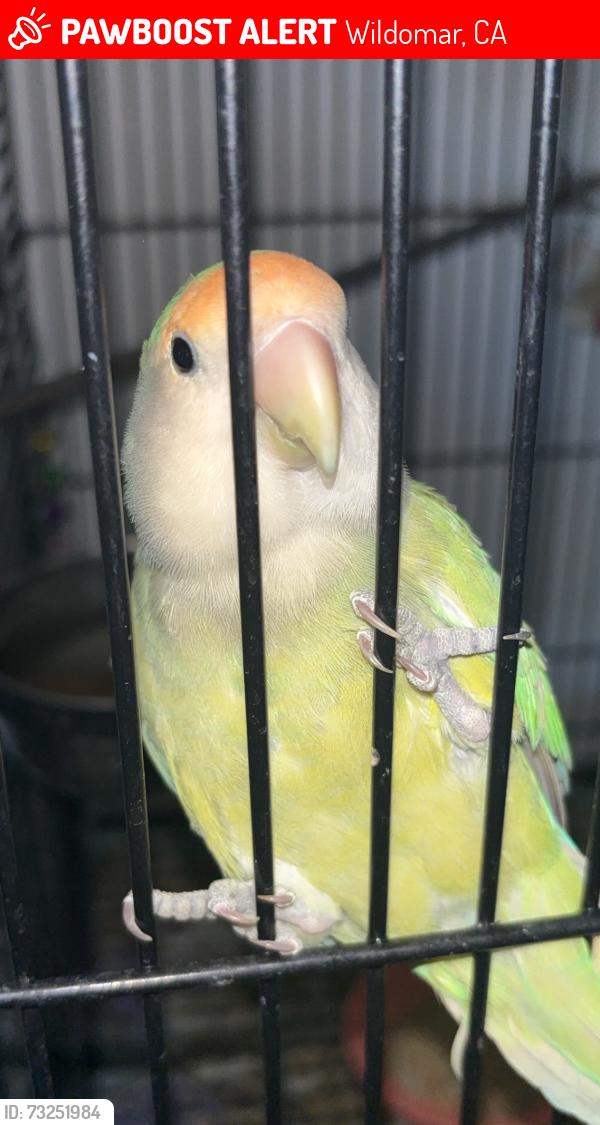 Lost Unknown Bird last seen Cherry St and HuntersRun Ct Wildomar CA, Wildomar, CA 92595