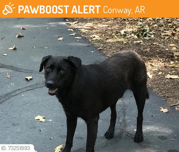 Found/Stray Male Dog last seen North side Beaverfork Lake Conway Arkansas, Conway, AR 72032