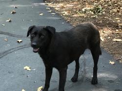 Found/Stray Male Dog last seen North side Beaverfork Lake Conway Arkansas, Conway, AR 72032