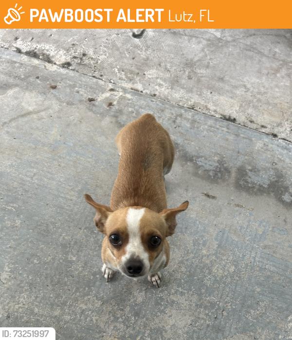 Found/Stray Male Dog last seen Livingston Ave and Irene Street, Lutz, FL 33549
