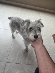 Found/Stray Female Dog last seen Eos fitness, North Las Vegas, NV 89081