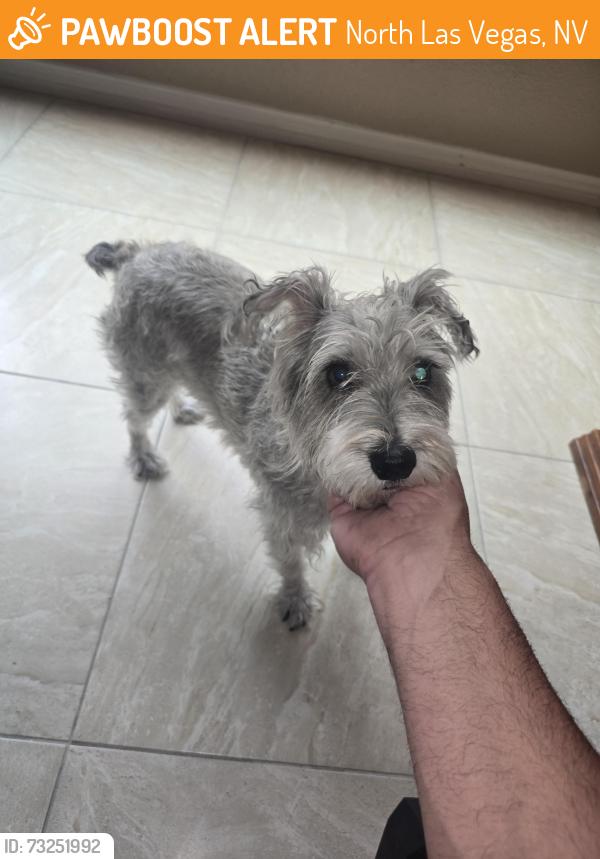 Found/Stray Female Dog last seen Eos fitness, North Las Vegas, NV 89081