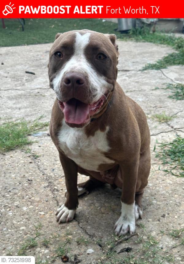Lost Male Dog last seen Terminal rd, blue mound, Fort Worth, TX 76106