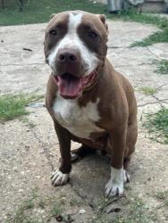 Lost Male Dog last seen Terminal rd, blue mound, Fort Worth, TX 76106