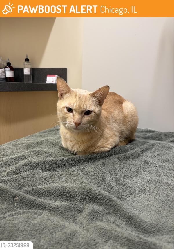 Found/Stray Male Cat last seen Racine & Taylor, Chicago, IL 60607