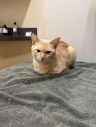 Found/Stray Male Cat last seen Racine & Taylor, Chicago, IL 60607