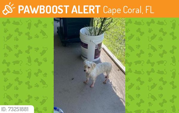 Found/Stray Unknown Dog last seen NW Juanita Place/NW 29th St., Cape Coral, FL 33993