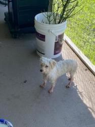 Found/Stray Unknown Dog last seen NW Juanita Place/NW 29th St., Cape Coral, FL 33993