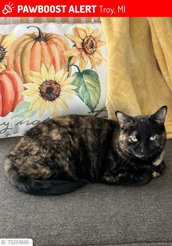 Lost Female Cat last seen Coolidge/Long Lk, Troy, MI 48084