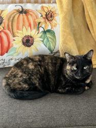 Lost Female Cat last seen Coolidge/Long Lk, Troy, MI 48084