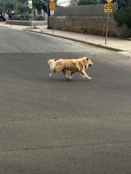 Found/Stray Unknown Dog last seen Triviz/Martha St. neighborhood, Las Cruces, NM 88001