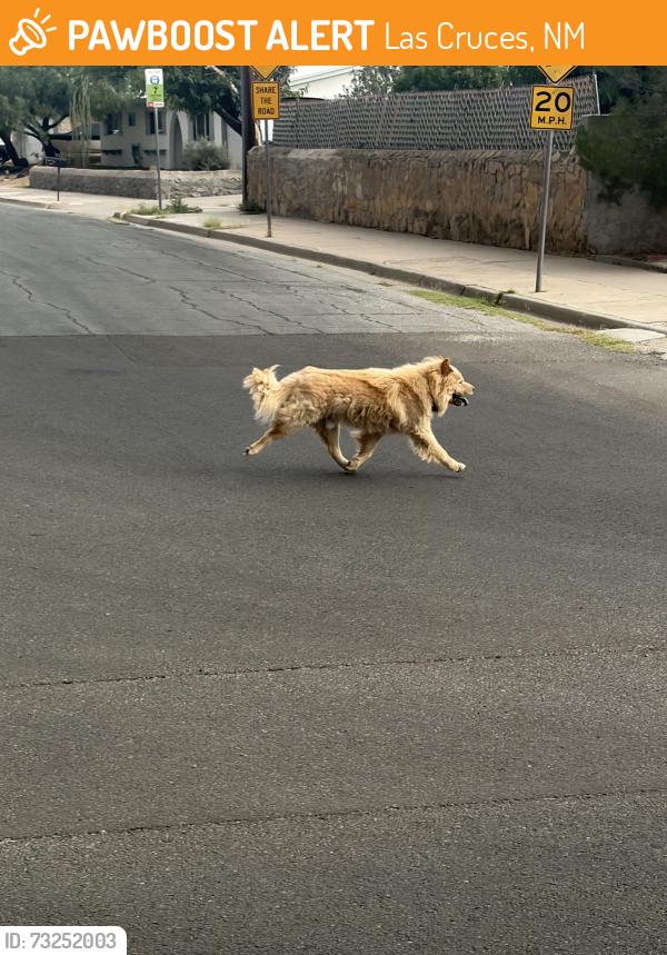 Found/Stray Unknown Dog last seen Triviz/Martha St. neighborhood, Las Cruces, NM 88001