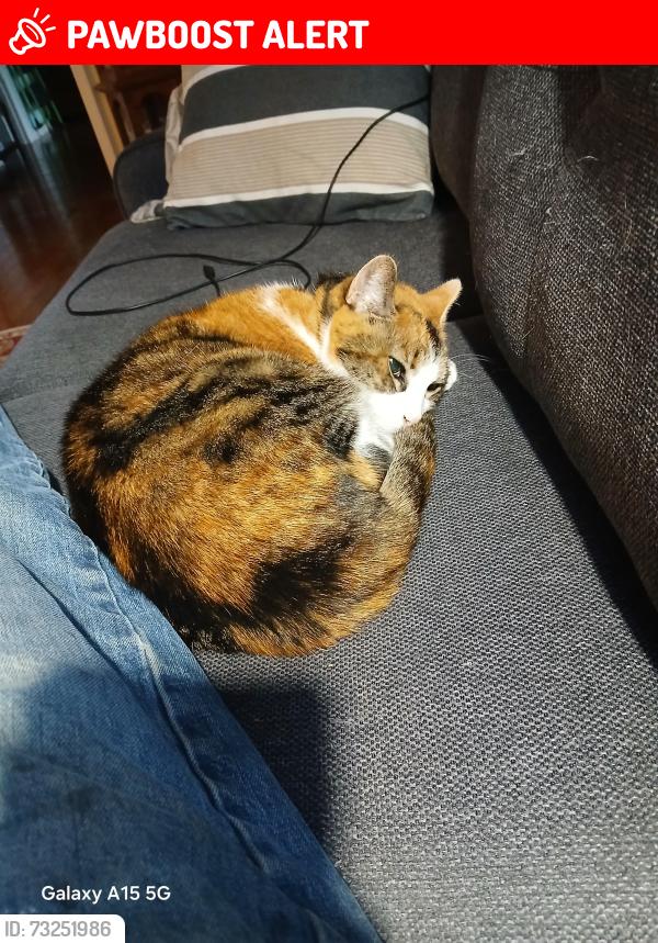 Lost Female Cat last seen Tabor loop and Scott Creek road, Cumberland County, TN 38571
