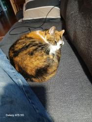 Lost Female Cat last seen Tabor loop and Scott Creek road, Cumberland County, TN 38571