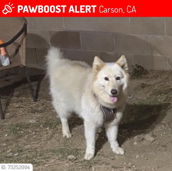 Lost Female Dog last seen Victoria park, Carson, CA 90745