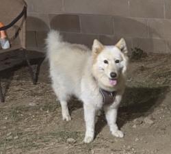 Lost Female Dog last seen Victoria park, Carson, CA 90745