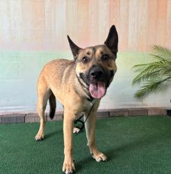 Shelter Stray Male Dog last seen , 4275 Elton St, Baldwin Park, CA 91706, USA