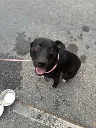 Found/Stray Male Dog last seen Old Norcross Rd, Lawrenceville, GA 30045