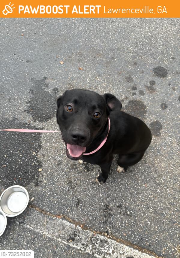 Found/Stray Male Dog last seen Old Norcross Rd, Lawrenceville, GA 30045