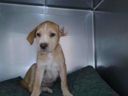 Shelter Stray Female Dog last seen , 4275 Elton St, Baldwin Park, CA 91706, USA
