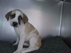 Shelter Stray Female Dog last seen , 4275 Elton St, Baldwin Park, CA 91706, USA